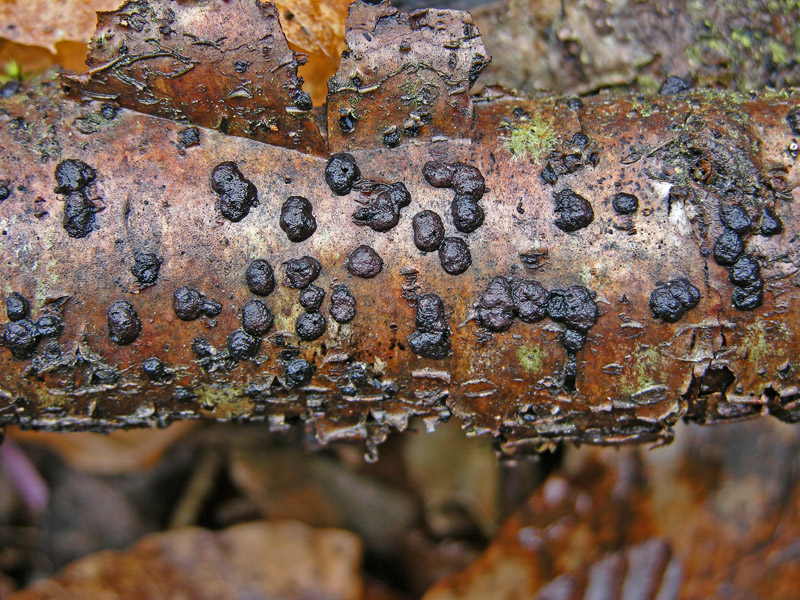Avete voglia di funghi di oggi....guardate questo post.